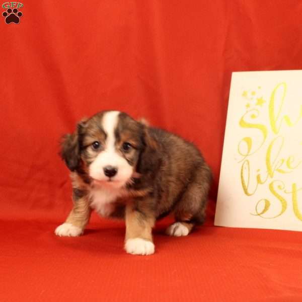 Percy, Mini Bernedoodle Puppy